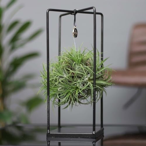 Tillandsia 'Magic Ball' in eckigem Metallgestell, 17cm Ø