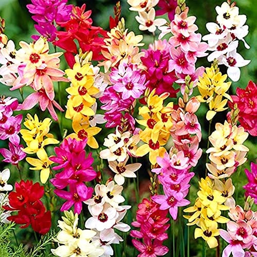 20 x Ixia Mixed – Exotic Bicolour Blooms – Attractive & Graceful Summer Bulbs – for Your Beautiful Garden