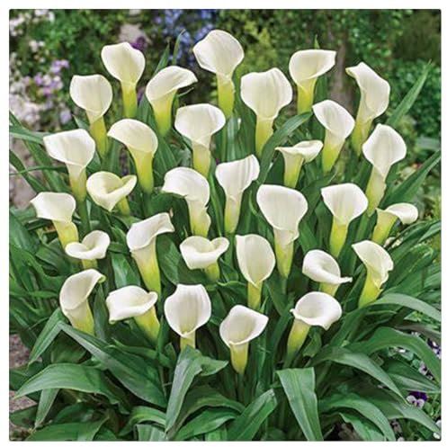 Calla Lily Live Plant,Calla Lily Bulbs Mix,Flowering Bulbs Excellent Display Indoor Perennial Balcony Garden Bulbs Can Be Potted Aromatic -2bulbs-I