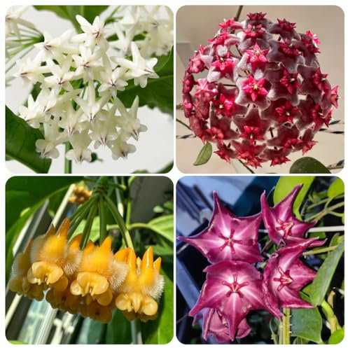Hoya Pflanze Samen、 Wachsblume、Porzellanblume、 kletterpflanzen、pflanztöpfe hängepflanzen winterhart mehrjährig、gartenpflanzen bonsai samen、einfach zu Pflanzen efeu deko、samen anzucht 300pcs