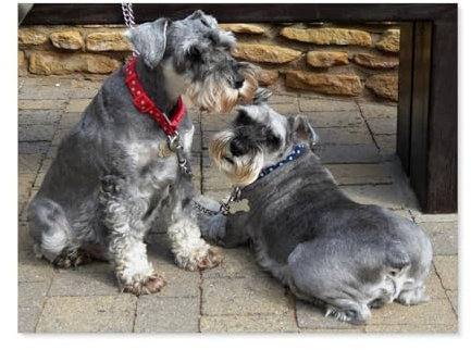 GSBRSNTS Schnauzer Zwei Tiere，Vintage-Metall-Blechschild für Zuhause, Café, Büro, Wandkunst, Metall-Poster, Garage, Dekoration, Männerhöhle, Schild, inspirierendes Zitat（15 x 30 cm） 6 x12 Zoll-F16