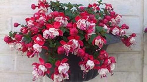 Portal Cool 6 Giant Trailing Fuchsia Sir Matt Busby Hanging Basket Patio Plug Plants