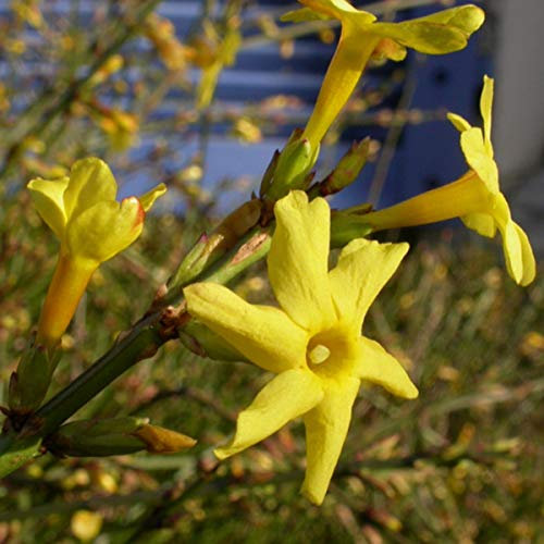 Jasminum Nudiflorum - Echter Winter-Jasmin 50-60 cm Pflanzcontainer