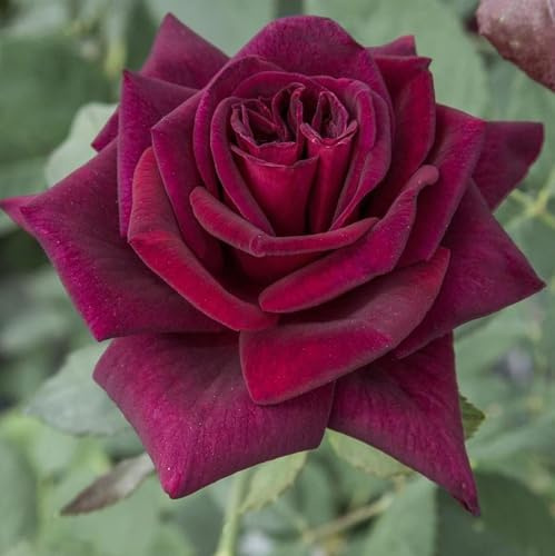 Vivai le Georgiche - Pianta vera di Rosa Black Perfumella MEIzhoro - vaso Ø 19 cm