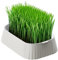 zwxqe Maceta de hierba para gatos, bandeja orgánica de pasto de trigo, caja de cultivo sin suelo de doble capa, contenedor de plantación saludable para mascotas, herramienta de jardinería en casa, kit