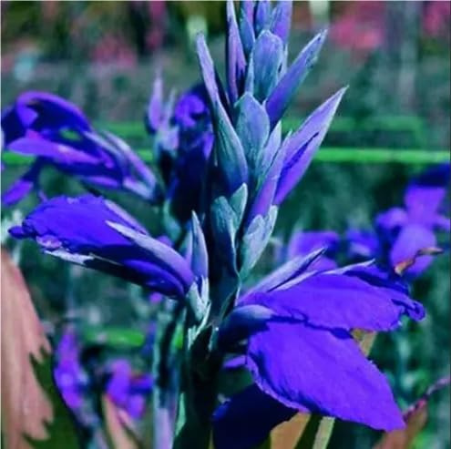 Raro Rizoma Di Canna, Resistenti Al Freddo E Alla Siccità, Facile Da Coltivare, Adatto A Primavera E Autunno-1 Rizoma-E
