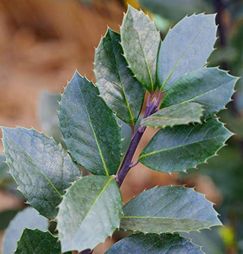 Hochstamm Stechpalme Ilex Heckenblau® 80-100cm - Ilex meserveae