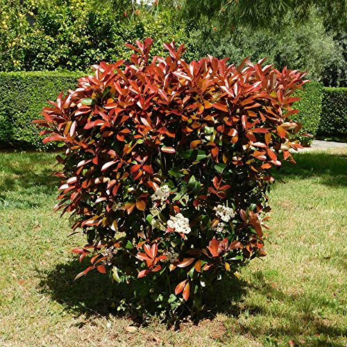 Glanzmispel 'Red Robin' (x3) - Die 3 töpfe / 8cm / Lieferhöhe 15-20cm