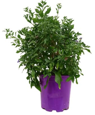 Solanum Rantonnetii | Maceta 20 cm | Planta natural de Exterior | Arbustivas | Hojas verdes