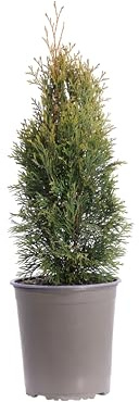 Pianta vera di Tuia o Thuja Occidentalis Smaragd conifera ornamentale da esterno in vaso da coltivare all'esterno venduta da eGarden.store (Vaso 19 cm)