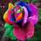 Rainbow Rose Flower Seeds, Beautiful Multi-Colored Rose Seeds, Home Garden Rare Plant Seeds (50)