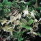 Lonicera Japonica 'Repens' Evergreen Honeysuckle Vigorous Ground Cover Fragrant White Flowers Ideal for Garden Borders and Trellises 1X 3 Litre Pots by Thompson and Morgan