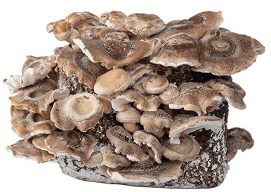 Hawlik Pilzbrut - Set per la coltivazione di funghi bio Shiitake – 2,5 kg di substrato fungo già preparato con micelio – Set di allevamento funghi shiitake – Set completo per la coltivazione a casa –