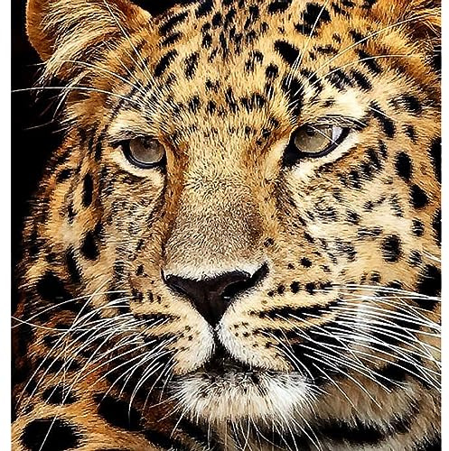 Diamond Painting Jaguar Kopf 40x30cm 6030-40071