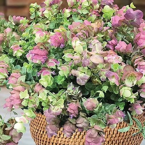 20 pcs oregano samen mehrjährig winterhart - gemüsesamen dekopflanzen,Origanum vulgare, kräuterbeet hochbeet balkon kräuterlinge nachhaltige geschenke für frauen heilkräuter samen