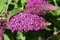 Sommerflieder Royal Red 40–60 cm im Topf | 1x Buddleja davidii Flieder | Blühender Schmetterlingsstrauch purpurrot & bienenfreundlich | winterhart & sofort pflanzbar
