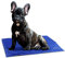 Navaris Kühlmatte Hund Kühldecke Katzen - Abkühlung Kühlmittel für Tiere - Gelmatte für Bett oder Auto - Regulierung der Körpertemperatur - Selbstkühlende Matte 40x50cm