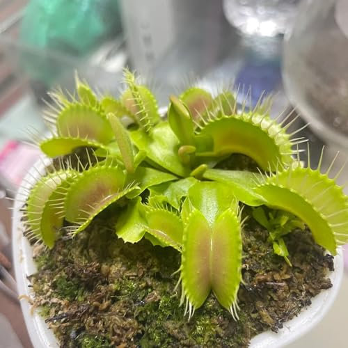 120 pcs venusfliegenfalle pflanze samen, exotische pflanzen winterhart, garten-geschenke venus fliegen pflanze - Dionaea muscipula - stauden winterhart, winterharte balkonpflanzen topfpflanzen