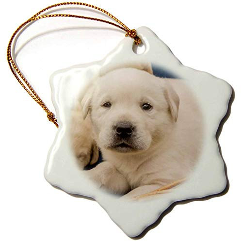 3dRose ORN_332755_1 Dekofigur Schneeflocke, 1 Monat, gelbe Labrador-Welpen, 7,6 cm