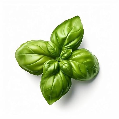 Semi BASILICO NAPOLETANO A FOGLIA DI LATTUGA In Busta Ermetica MADE IN ITALY Qualità superiore con 95% di germogliazione con istruzioni