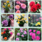Mehrfarbige Rosen Samen – Wunderschöne Topfrosen für Garten, Balkon & Terrasse, ideal für Blumenarrangements