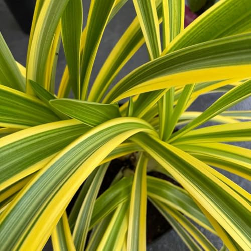 Agapanthus 'Zambezi' Variegated Foliage African Lily Violet Summer Flowers Low Maintenance Perennial for Garden Borders or Patio Containers – 9cm Pot x1 by Thompson and Morgan