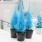 60pcs / bag Rare Blue Cypress Seed Mini Bonsai Platycladus Orientalis Tuia in vaso da giardino Conifere Albero pianta facile da coltivare