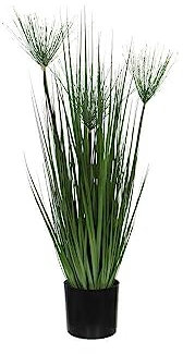 Papiro Planta Acuática Natural para tu Espacio Exterior