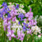 Glockenblumen Zwiebeln - 50 Blumenzwiebeln - Spanisches Hasenglöckchen - Hyacinthoides Hispanica - 5 Sorten Mischung - Niederländische Qualität - Für Garten, Töpfe und Balkon