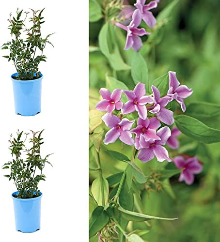 Jasmine X Stephanense Starry Starry Summer Scent - Jasminum Officinale - Deciduous Climber Plants in 9cm Pots (2 Plants)