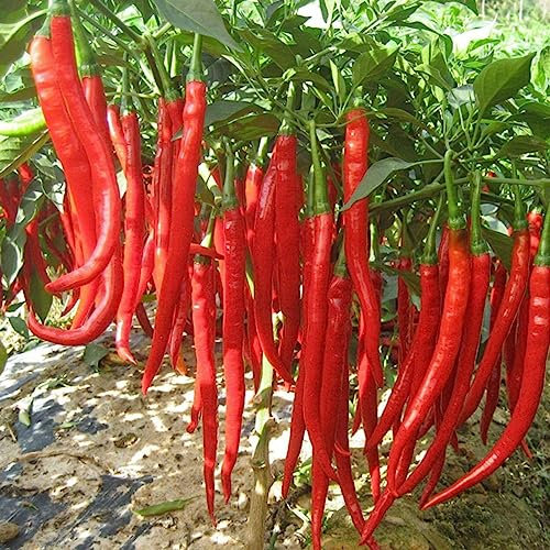 100 Unids/bolsa Semillas de chile No OMG Fácil de cultivar Rojo Lleno de vitalidad Semillas de hortalizas Flor Semillas de hortalizas de árboles frutales Semillas de pimiento picante