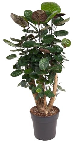 Trendyplants Polyscias Fabian - Planta de interior (80-100 cm, diámetro de la maceta: 24 cm)