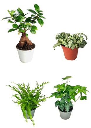 I GIARDINI DI GIULIA - Kit 4 Piantine Verdi per Terrarium Fai-da-Te | Ficus Ginseng Mini, Fittonia, Felce, Edera | Piante Vive da Interno Facili da Curare (Fittonia bianca)