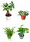 I Giardini di Giulia | Kit 4 Piantine Verdi per Terrarium Fai-da-Te | Ficus Ginseng Mini, Fittonia, Felce, Edera | Piante Vive da Interno Facili da Curare (Fittonia bianca)