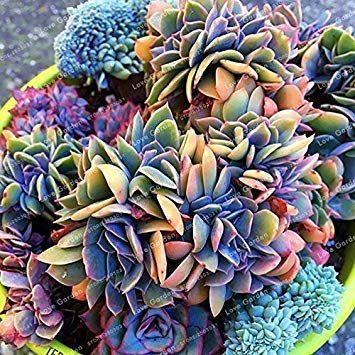 100 Samen Blau Sukkulenten Witchford Lithops Kaktus Samen Schöne Stein Blumensamen Pseudotruncatella Staude für Hausgarten 5