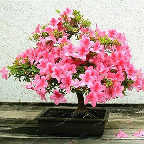 Japanische Sakura Samen Rosa Kirschbaum Samen Diy Hausgarten Mini Bonsai Blumensamen Einfach Wachsende 10 Stücke
