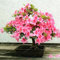 Japanische Sakura Samen Rosa Kirschbaum Samen Diy Hausgarten Mini Bonsai Blumensamen Einfach Wachsende 10 Stücke