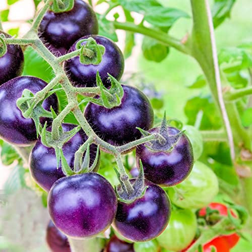 Rotyroya 20 Teile/Beutel Tomatensamen Nahrhafte DIY Lila Kirschtomate Obst Gemüsesamen für Hausgarten Lila Tomatensamen