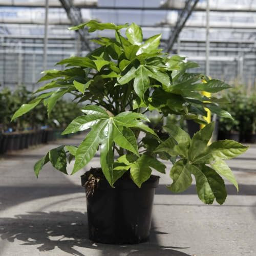Fatsia Japonica - Evergreen Shrub with Glossy Foliage - Fast-Growing and Hardy - White Flowers and Black Seedpods - Ideal for Borders - Low-Maintenance - 2 x 17cm Potted Plants by Thompson & Morgan