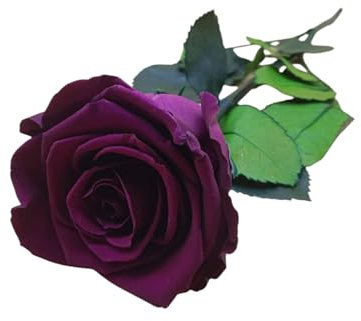 Genérico Rosa Eterna Morada Natural preservada. Rosa Morada eterna. Regalo Original. Hecho en España.