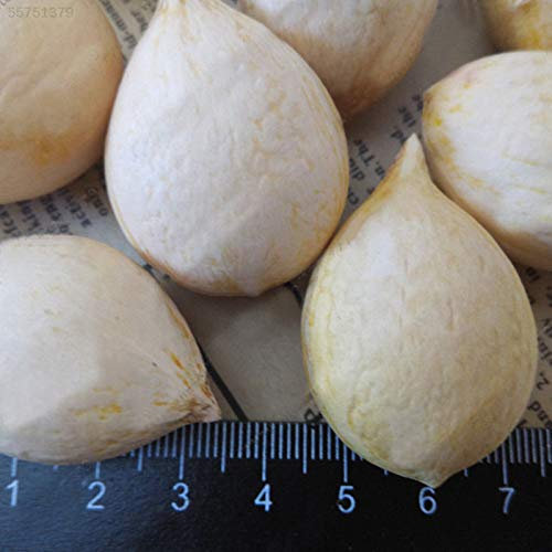 Portal Cool Cycas Revoluta Palmfarn Einfache Growing Bonsai Einpflanzen Hauptdekoration orange