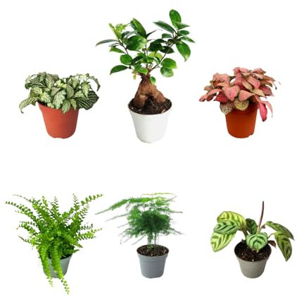 I Giardini di Giulia | Kit 6 Piantine Verdi per Terrarium Fai-da-Te | Fittonia Rossa e Bianca, Felce, Edera, Mini Calathea | Piante Vive da Interno (Con Bonsai Mini)