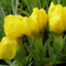 6 x Schwertlilie 'Brassie' - Iris Pumila 'Brassie': Gelb-orangefarbene Blüten in sonnigen Gärten.