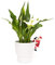 Pot Buddies Christmas Father Christmas Man Plant Pot Hanger
