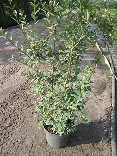 Ligustrum vulgare Atrovirens - Schwarzgrüner Liguster - Gewöhnlicher Liguster 60-100 Verpackungseinheit 3
