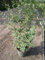 Ligustrum vulgare Atrovirens - Schwarzgrüner Liguster - Gewöhnlicher Liguster 60-100 Verpackungseinheit 3
