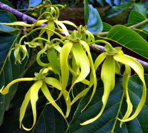 4 graines d 'YLANG - YLANG (Cananga Odorata) G105 SEEDS SAMEN SEMILLAS SEMI