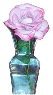 Pretty Rose: Journal, Notes, Lists
