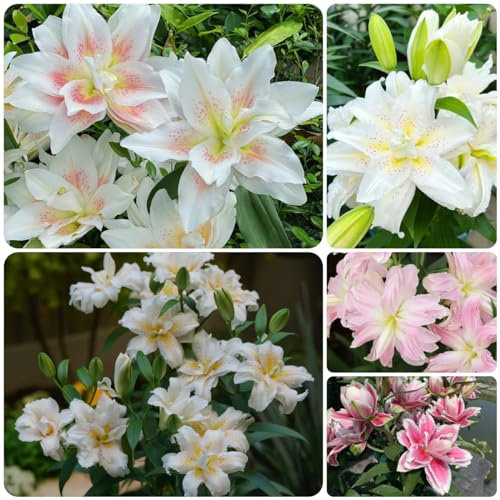 5 pz Acquista bulbi di giglio - Lilium brownii - piante decorative, piante perenni resistenti gigli giganti gigli d'albero tuberi resistenti piante d'appartamento da giardino fiorito