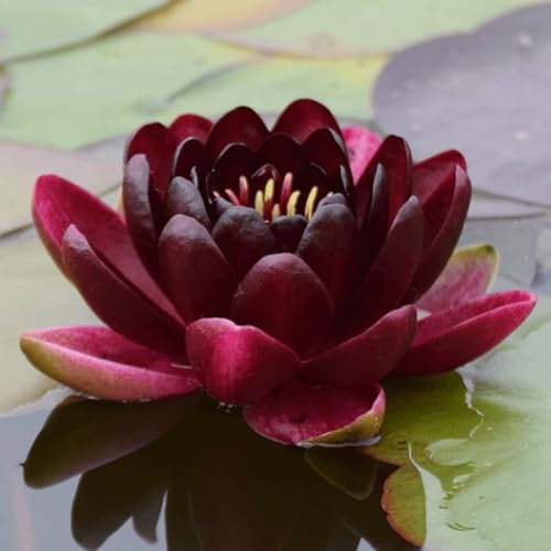 Ninfea Black Princess pianta viva a radice nuda - Fiore acquatico rosso scuro quasi nero - Per laghetti, stagni, fontane, vasche - Crescita facile, spedizione veloce